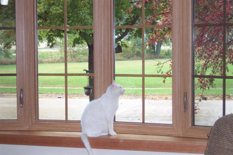 Window finished.  Sammy Jo checking it out!