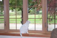 Window finished.  Sammy Jo checking it out!