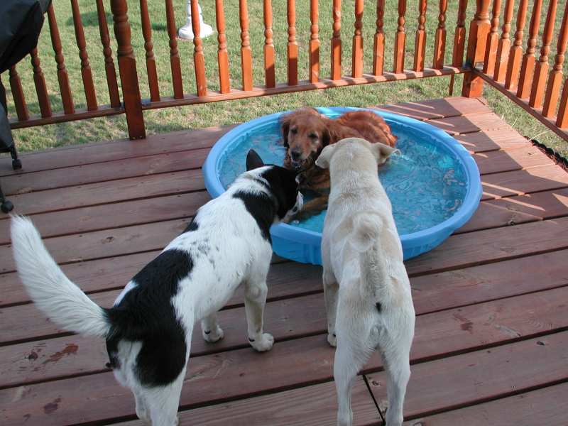 Taffy showing off her pool.