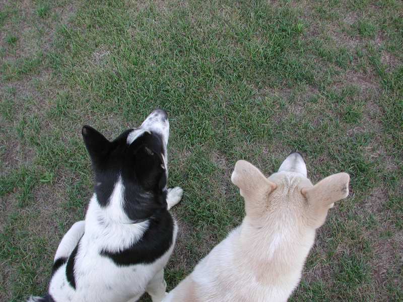 Sometimes they just watch Taffy run around.