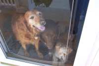 The kids looking out the door