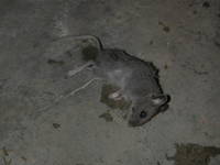 Highlight for Album: The Great Mouse Hunter!