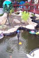 He watch about 7 or 8 of the fish start at the upper pond and slid down to the lower pond.