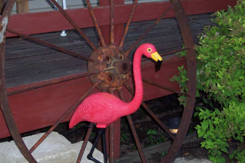 Mr. Flamingo.  He lights up at night!