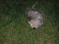 Highlight for Album: Possum Hunter